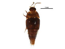 Image of Coproporus