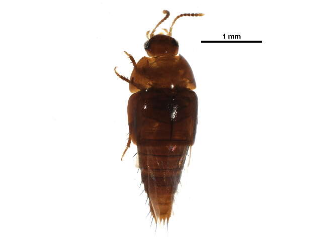 Image of Coproporus