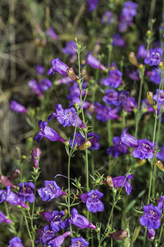 Image of bunchleaf penstemon