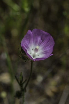 Image of fringed checkerbloom