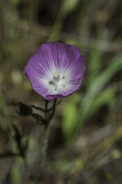 Image of fringed checkerbloom