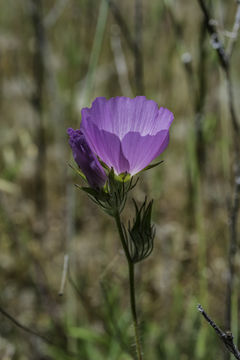 Image of fringed checkerbloom