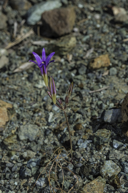 Imagem de Brodiaea elegans Hoover