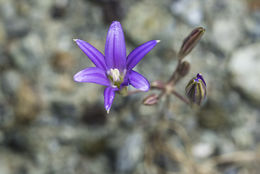 Plancia ëd Brodiaea elegans Hoover