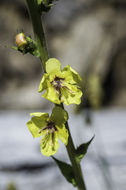 Image of moth mullein