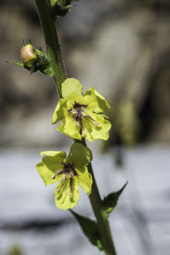 Imagem de Verbascum blattaria L.