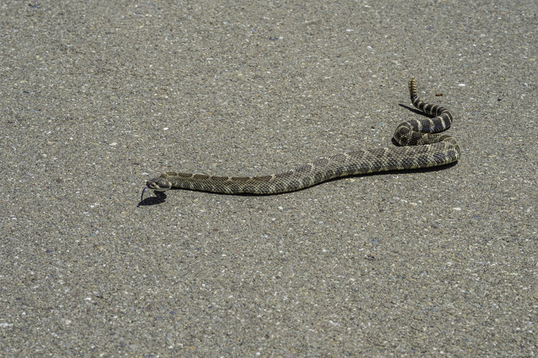 Image of Northern Pacific Rattlesnake