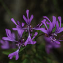 Plancia ëd Clarkia concinna (Fisch. & Mey.) Greene