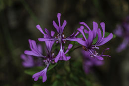 Plancia ëd Clarkia concinna (Fisch. & Mey.) Greene