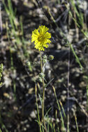 Слика од Madia elegans D. Don