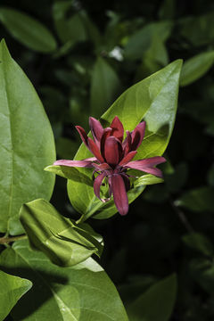 Image of western sweetshrub