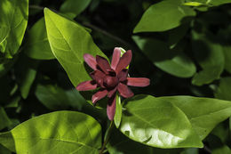 Image of western sweetshrub