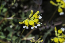 Image de Hosackia pinnata (Hook.) Abrams