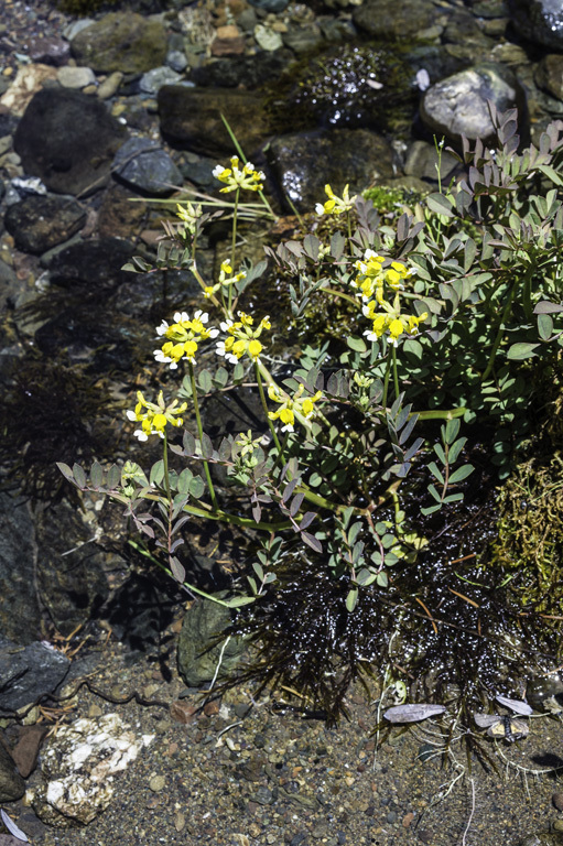 Image de Hosackia pinnata (Hook.) Abrams