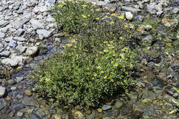 Image de Hosackia pinnata (Hook.) Abrams