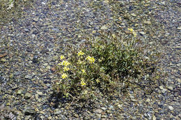 Image de Hosackia pinnata (Hook.) Abrams