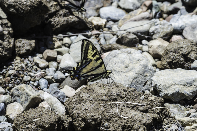 Image of Western Tiger Swallowtail