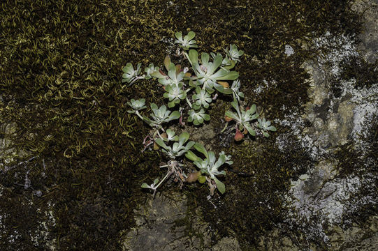 Imagem de Sedum spathulifolium Hook.