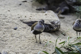 Imagem de Calidris alpina (Linnaeus 1758)