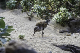 Imagem de Calidris alpina (Linnaeus 1758)