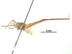 Image of Angle-wing Katydids