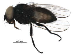 Image of Pholeomyia