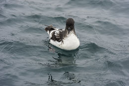 Image of Cape Petrel