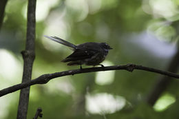 Image of Grey Fantail