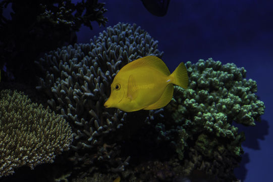 Image of Lemon Sailfin