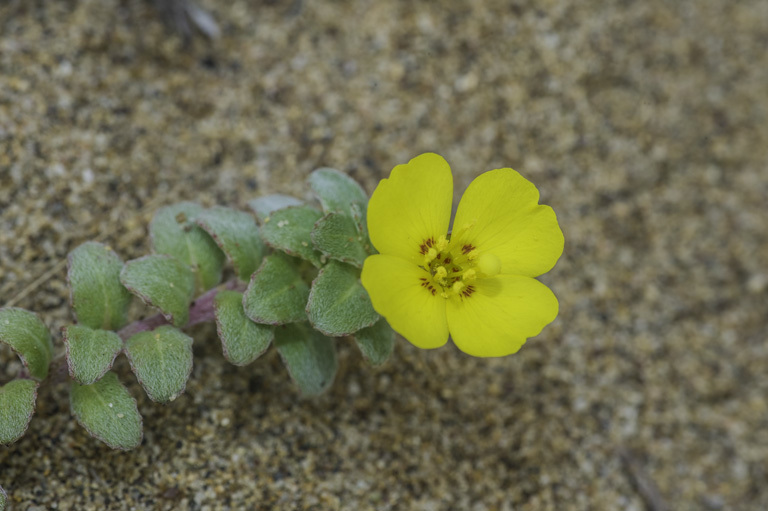 Image de Camissoniopsis cheiranthifolia (Hornem. ex Spreng.) W. L. Wagner & Hoch