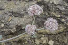 Image of seaside buckwheat