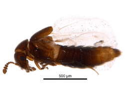 Image of Hypocyphtini