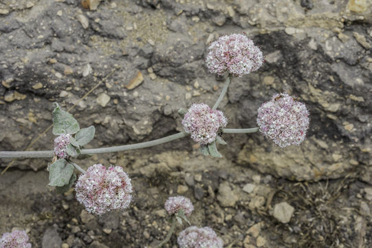 Image of seaside buckwheat