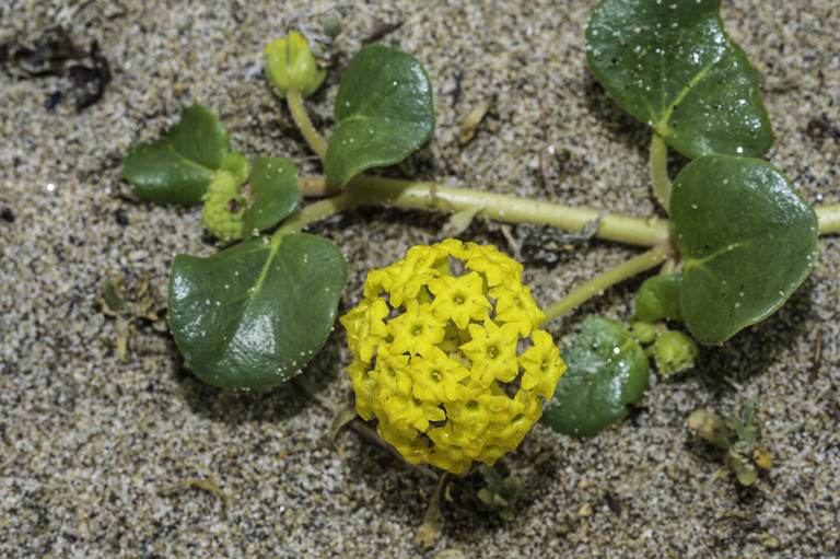 Image of coastal sand verbena