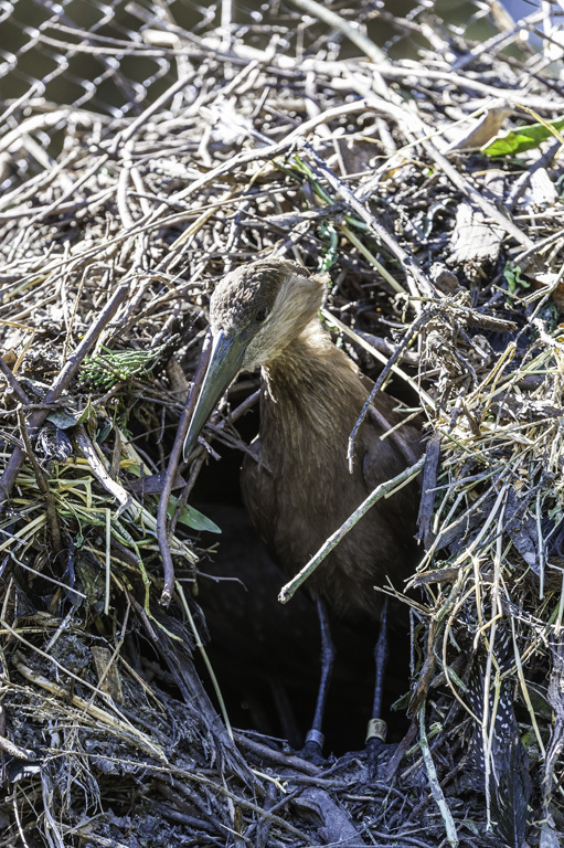 Image of Hamerkop