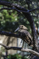 Image of Hamerkop