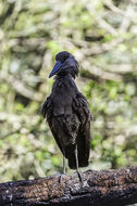 Image of Hamerkop