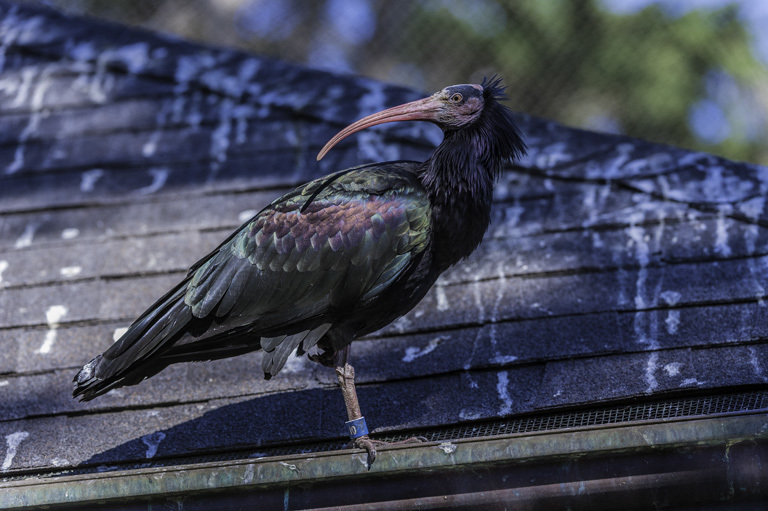 Image of Bald Ibis