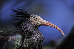 Image of Bald Ibis