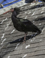 Image of Bald Ibis