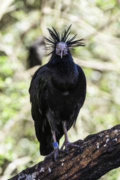 Image of Bald Ibis