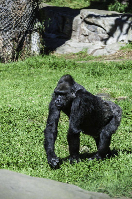 Image of Western Lowland Gorilla