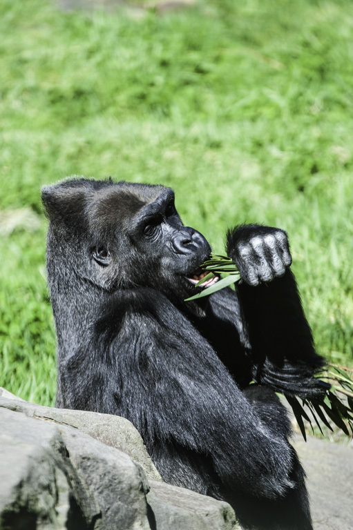 Image of Western Lowland Gorilla