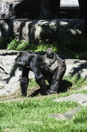 Image of Western Lowland Gorilla