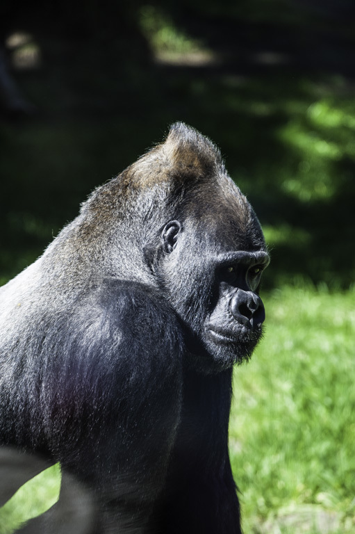 Image of Western Lowland Gorilla