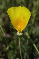 Imagem de Eschscholzia californica Cham.