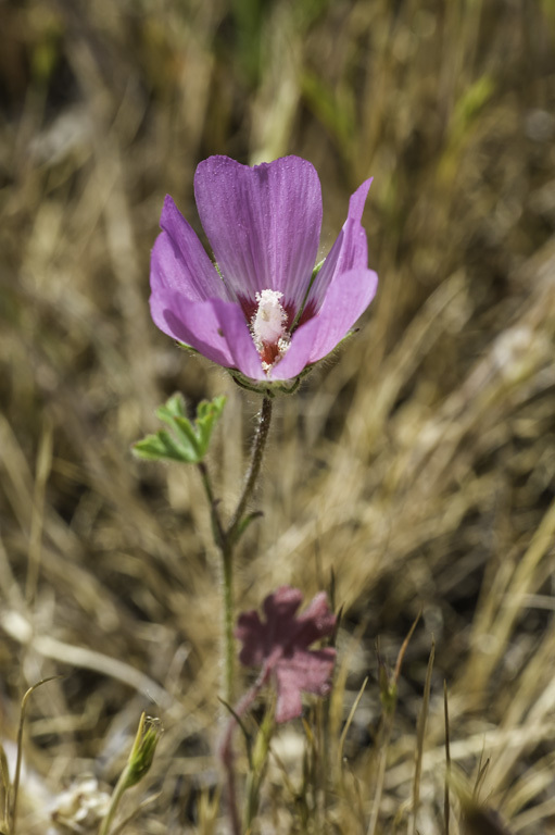 Image of fringed checkerbloom