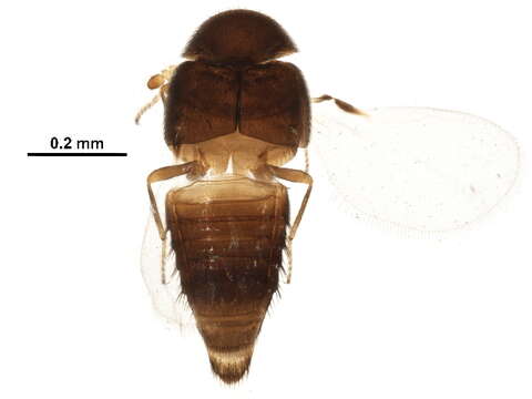 Hypocyphtini resmi