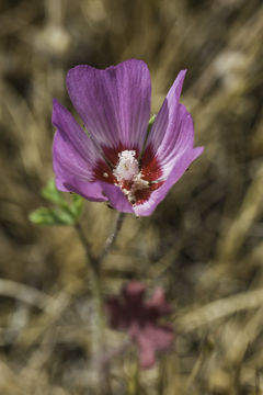 Image of fringed checkerbloom