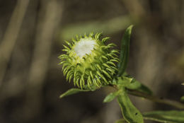 Grindelia hirsutula Hook. & Arn.的圖片